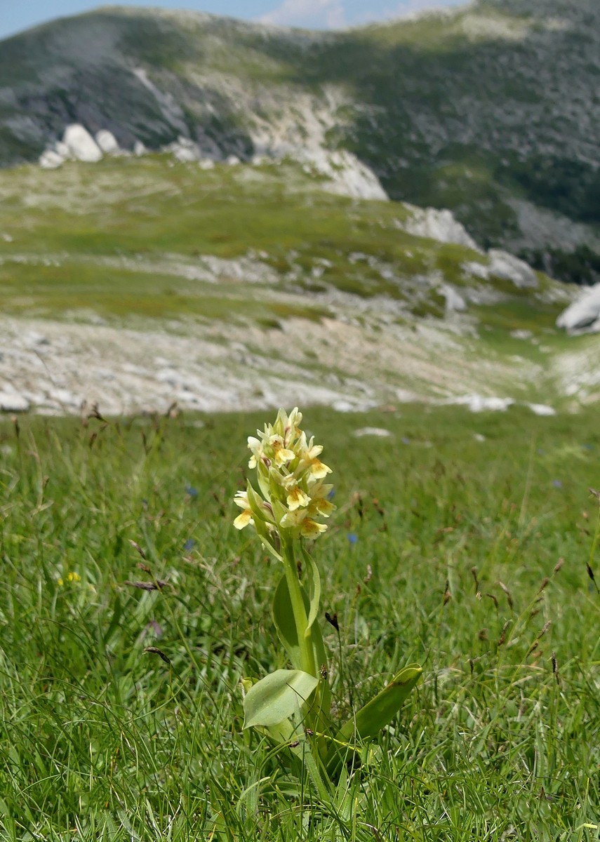 D. sambucina, N. widderi, O. spitzelii nel Parco Nazionale dAbruzzo, Lazio e Molise - giu